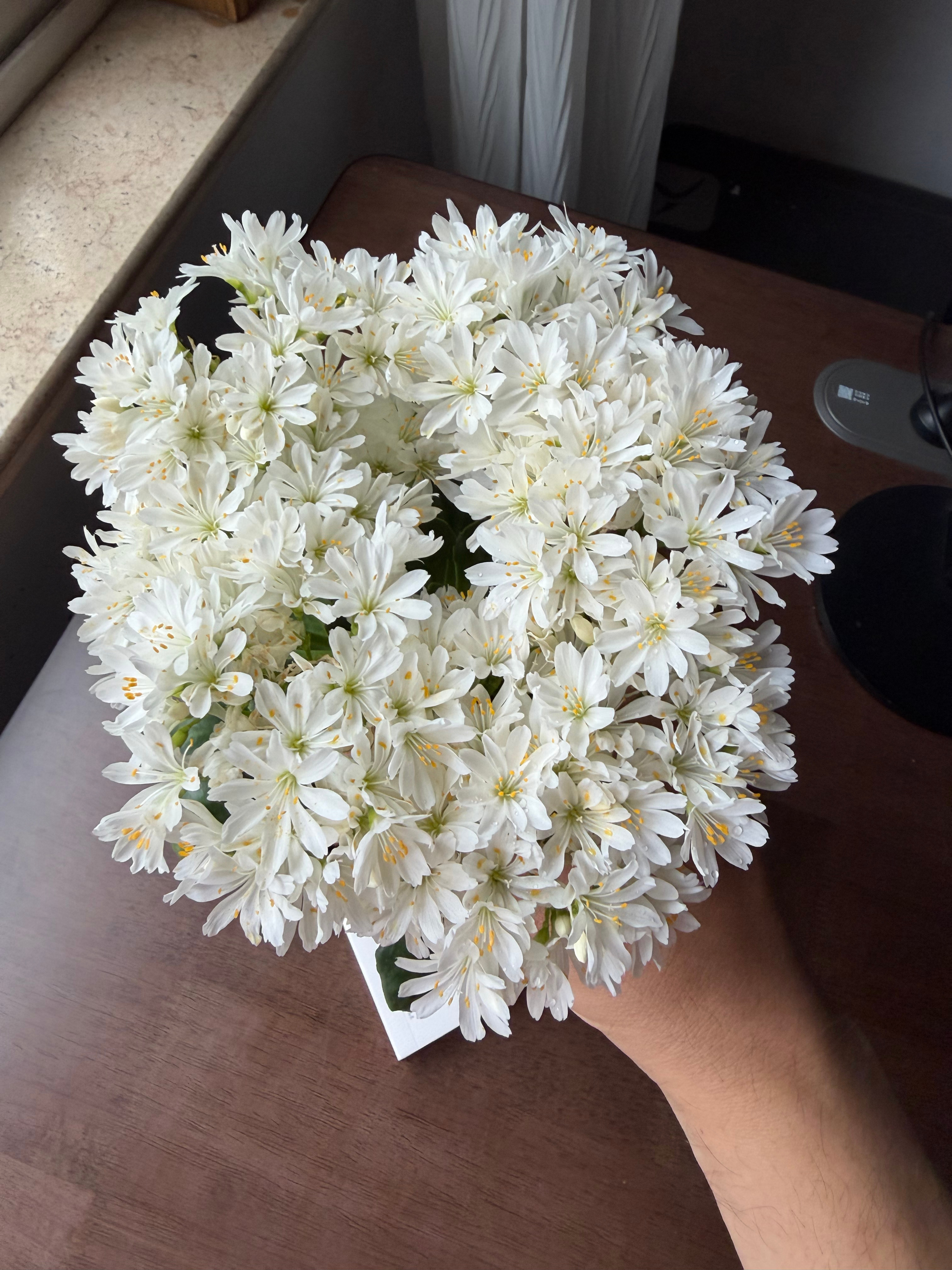 今天的露薇花，完美😍 南京