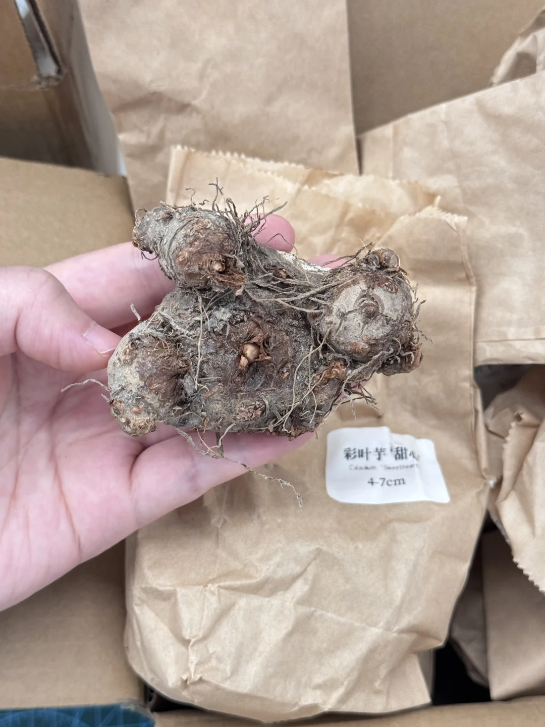 种下希望的种子，期待彩叶芋的展叶🍃