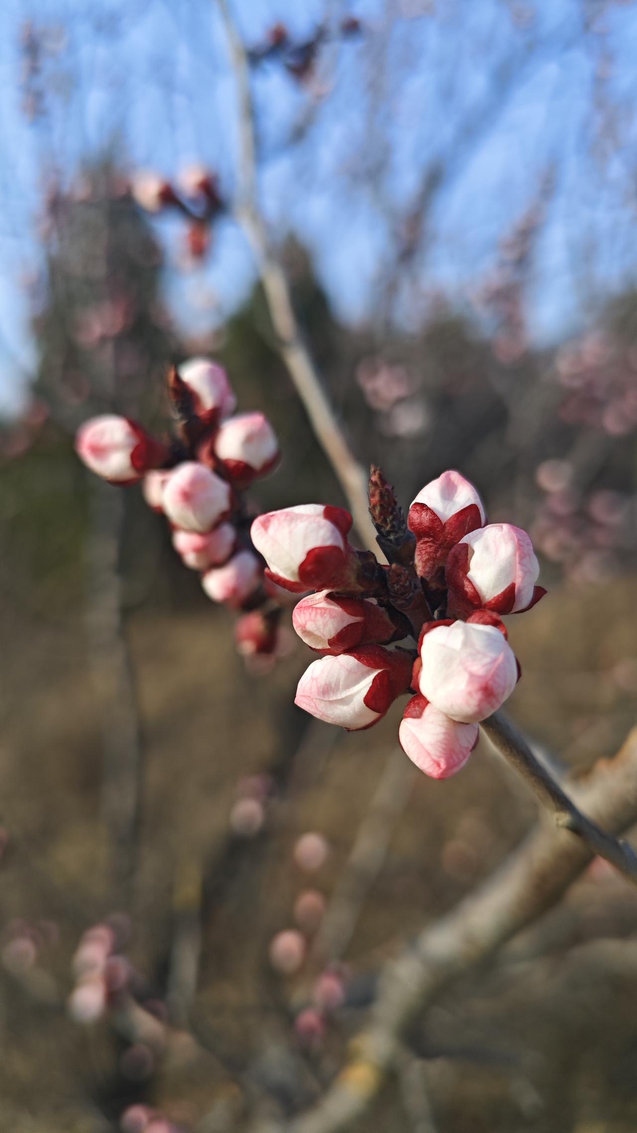 生命的本质，是蓬勃不息的生长。从一粒微小的种子，冲破泥土的禁锢，顶着风雨向上，抽