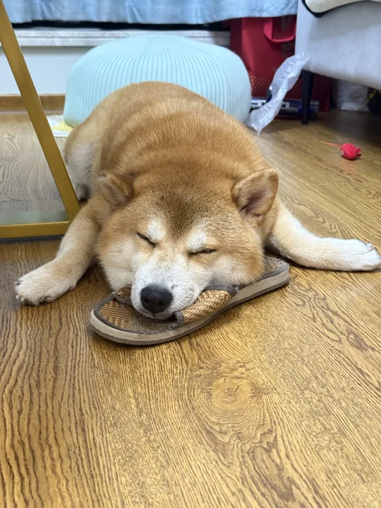 宝宝你是小海豹