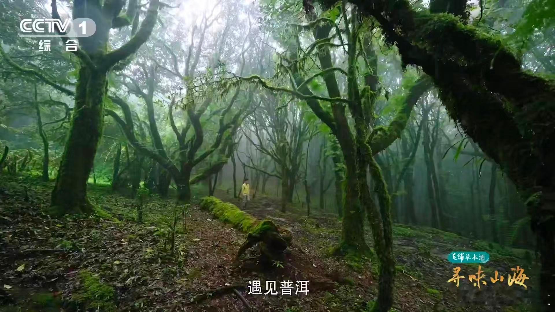 云南普洱人泡茶会加这个泡茶伴侣云南普洱的螃蟹脚之所以特别，除了长在古茶树上，还有