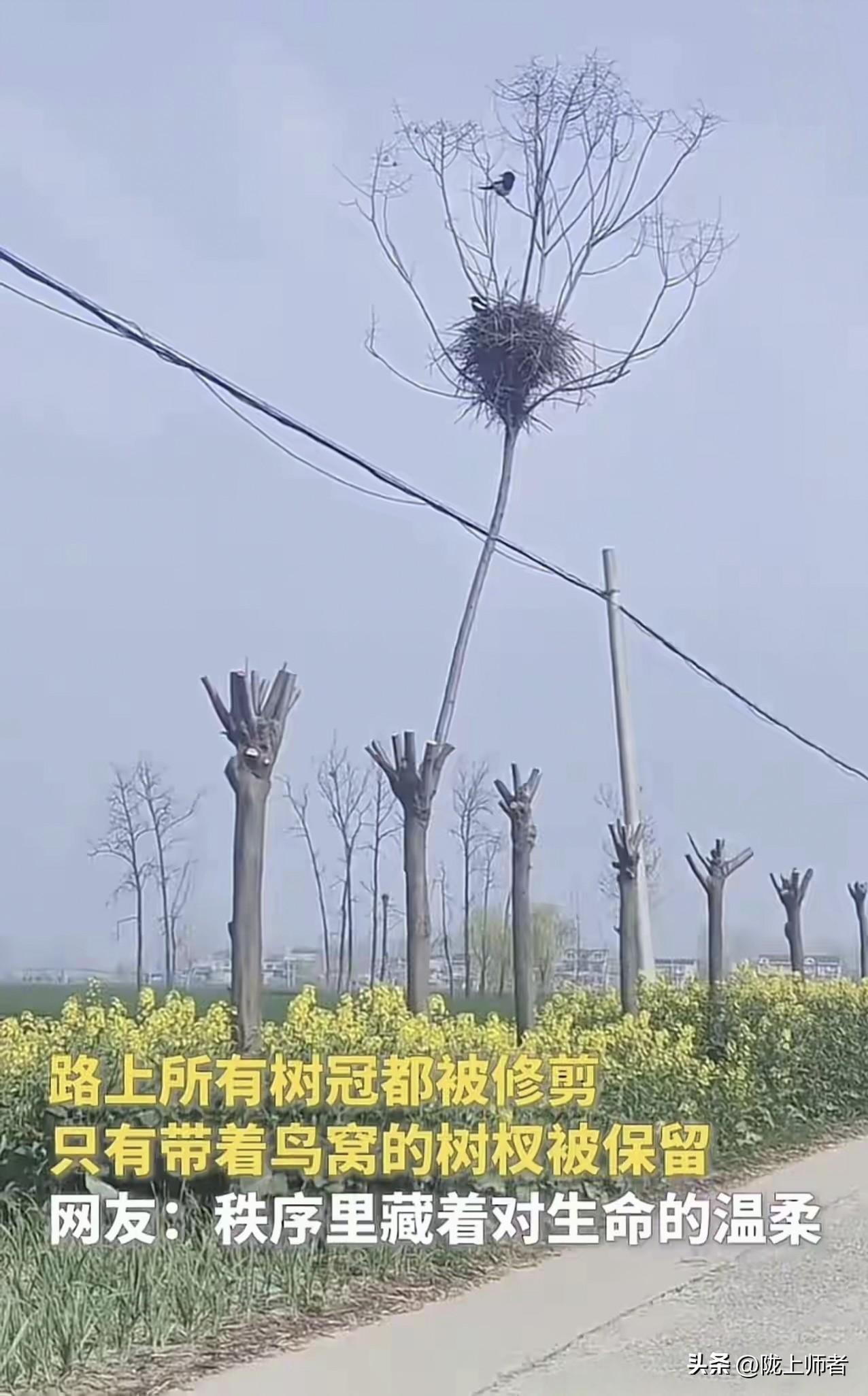 树的高度诠释了文明的进步。