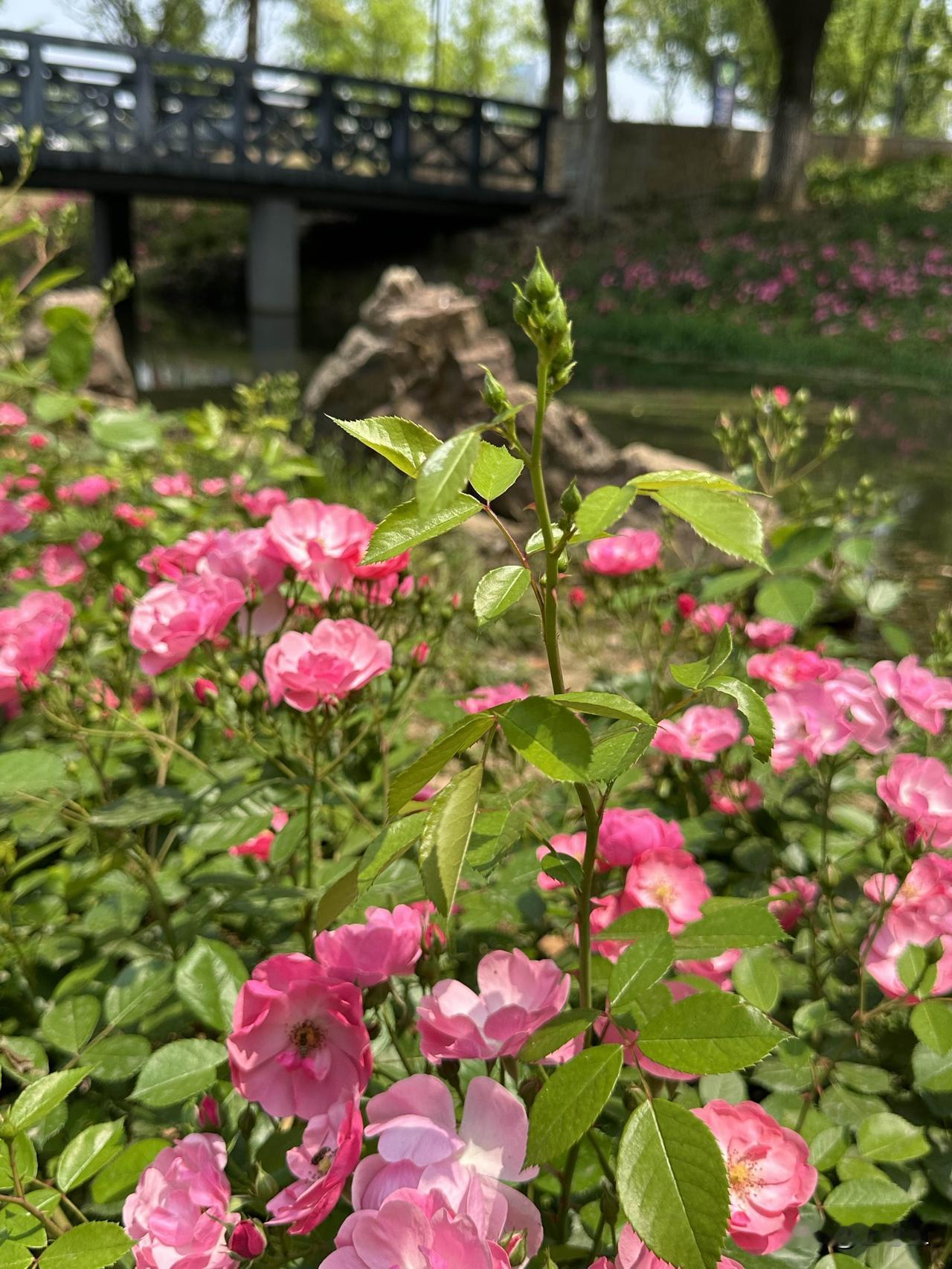 暮春初夏，蔷薇花开。