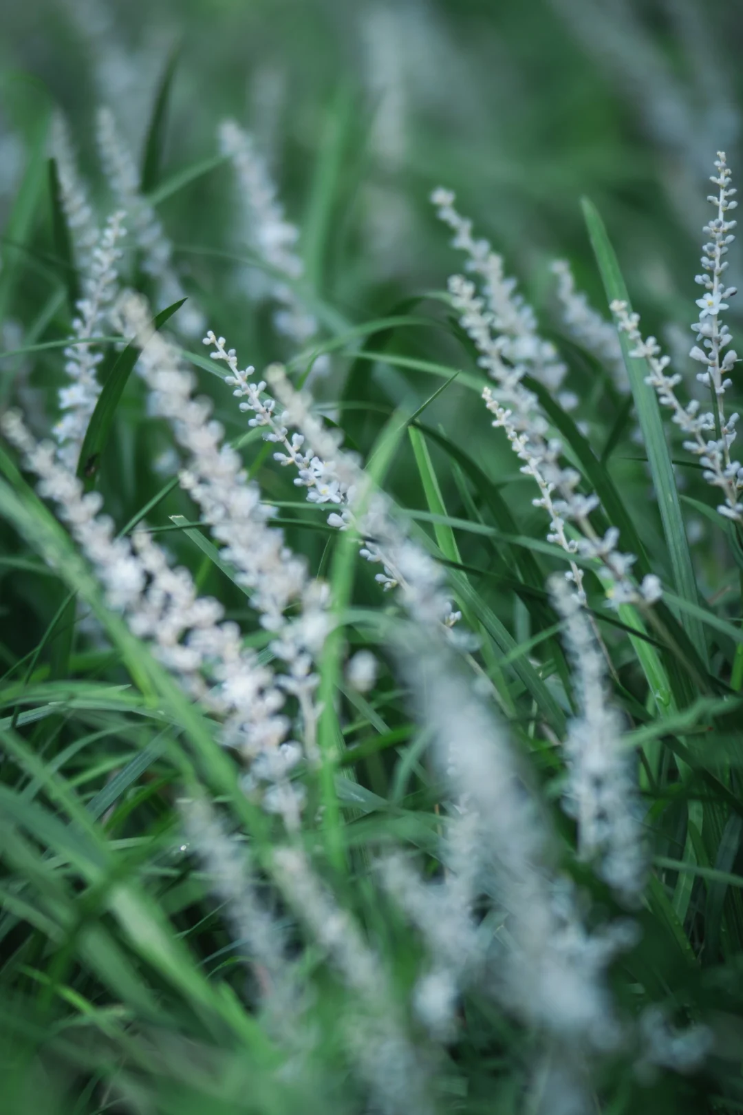 药用植物｜山麦冬