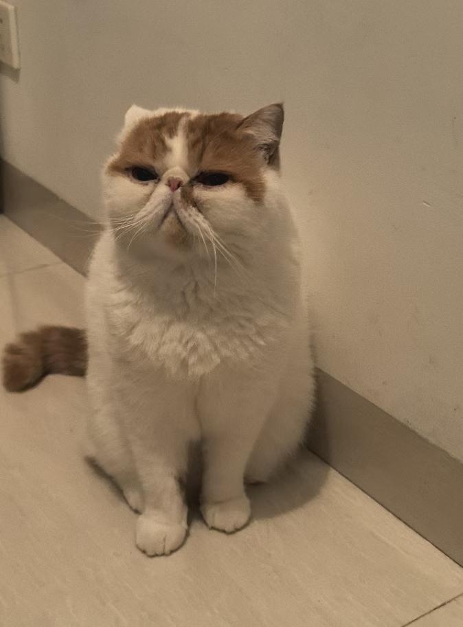 晒晒你家猫的可爱瞬间我家毛球每天守着家门等家人回家[耶]