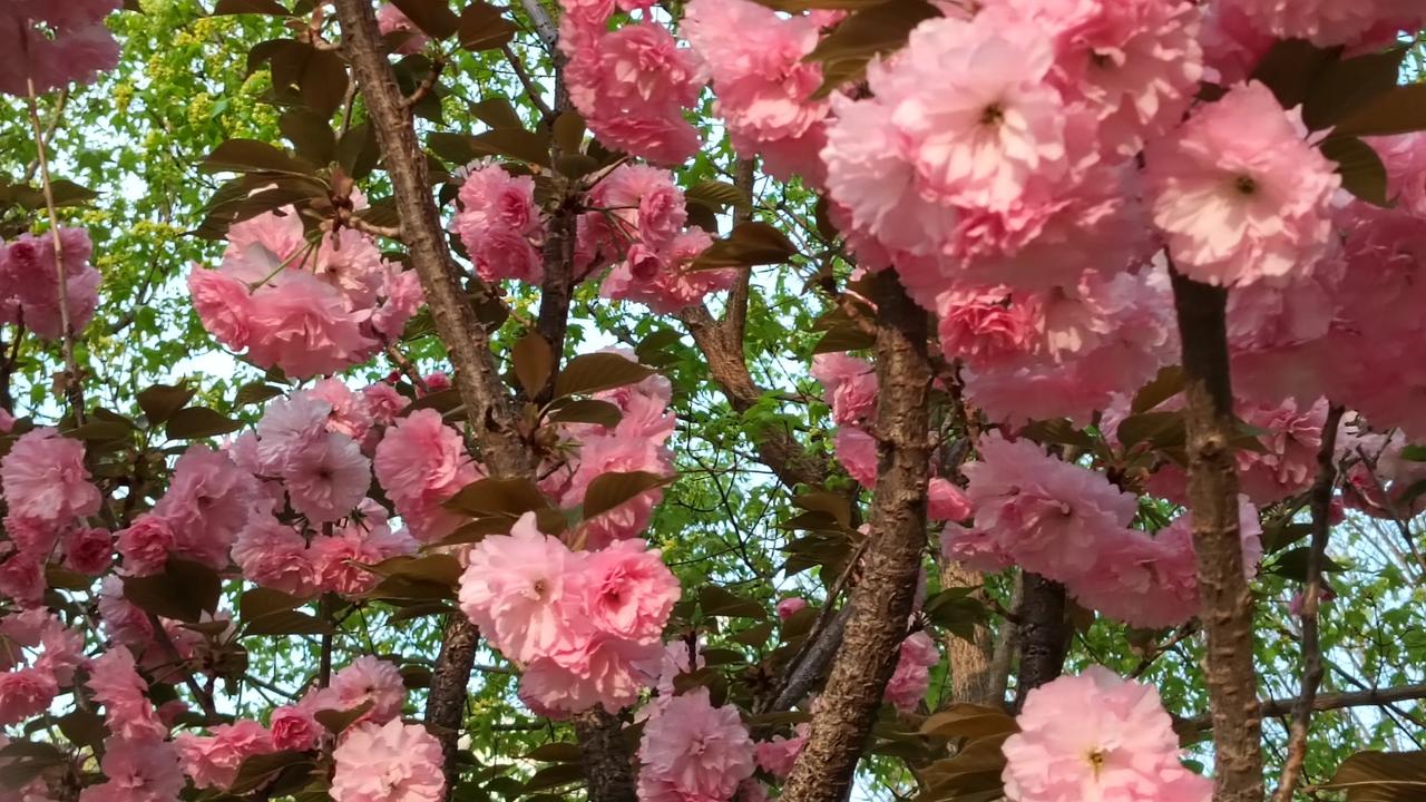 红梅朵朵香！