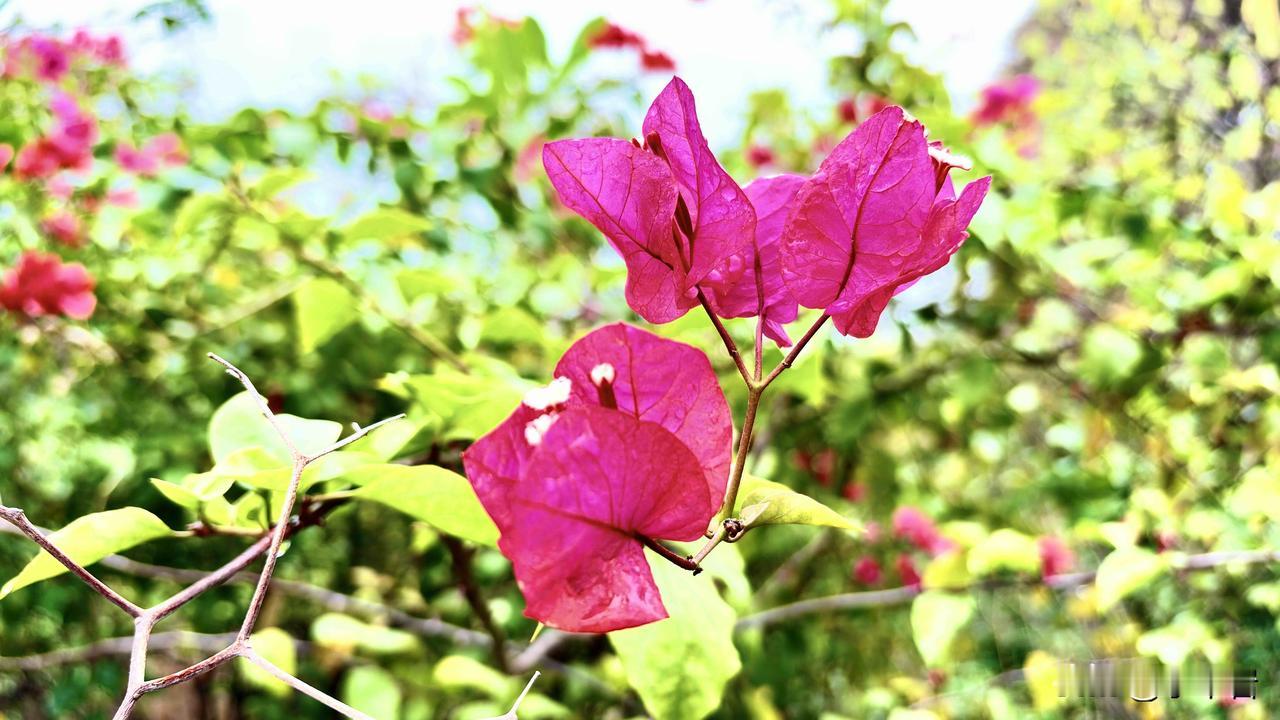 “候鸟”生活充满了惊喜。写下这篇微头条时，我的耳边响起了80年代的一首老歌：“当