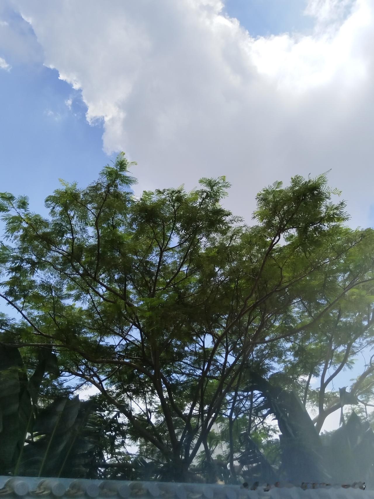 晒图笔记大赛夏日的树与天空云朵完美融合美不胜收