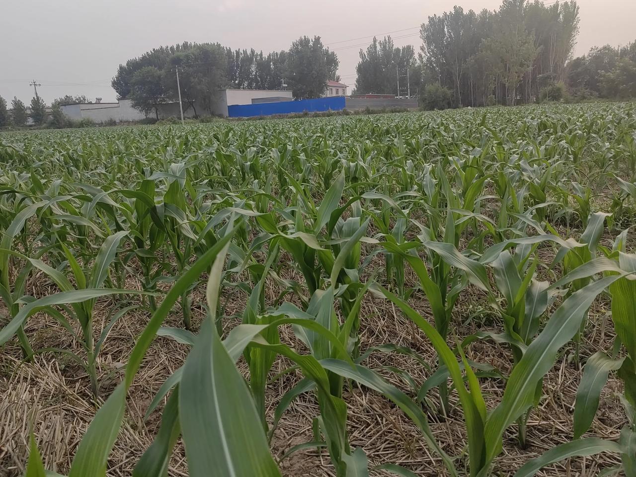 这几天的强降雨过程基本上结束了，我们村附近这一片，就下了几阵小雨。
虽然雨量不大