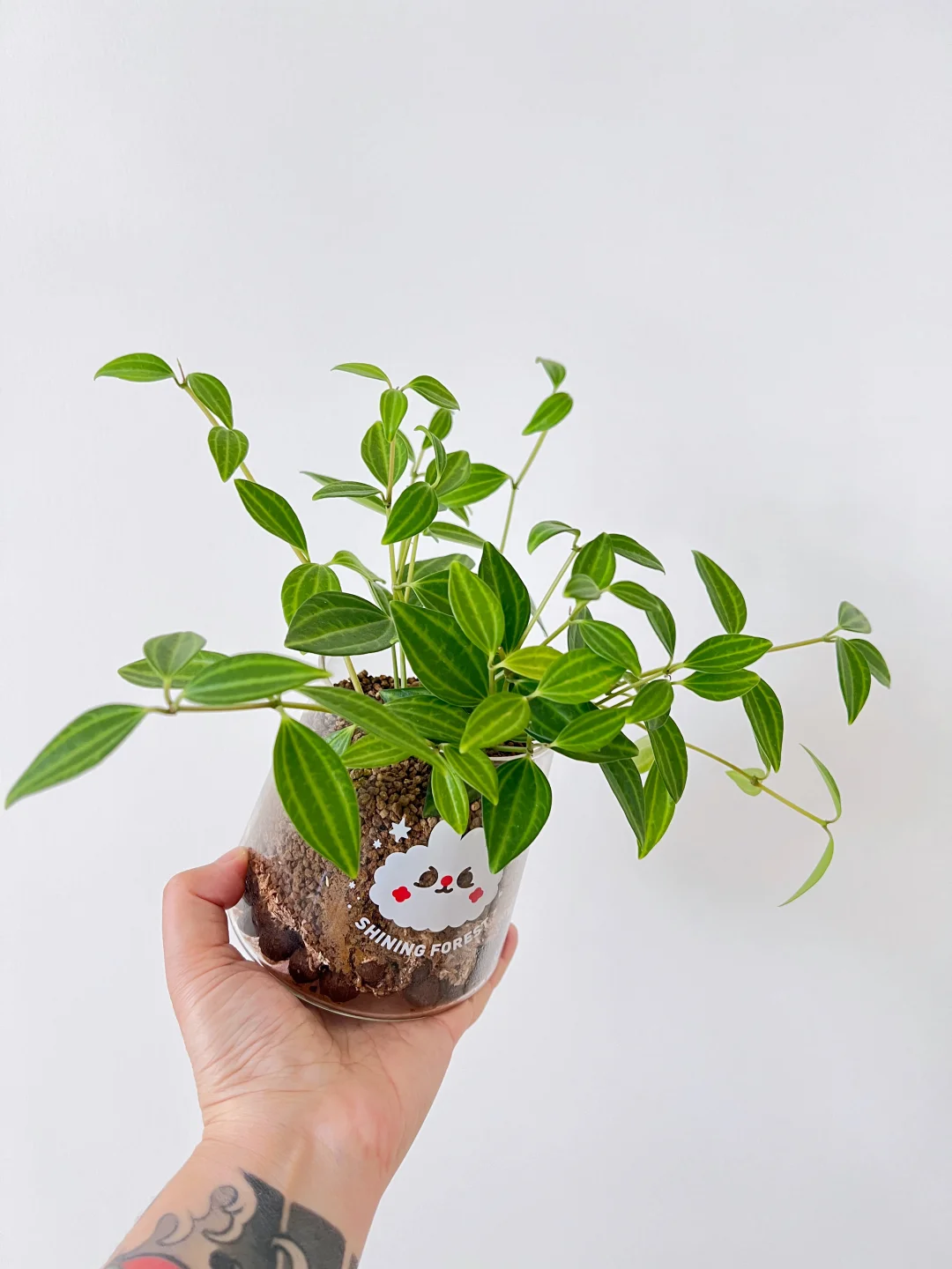 白脉椒草 即将下线