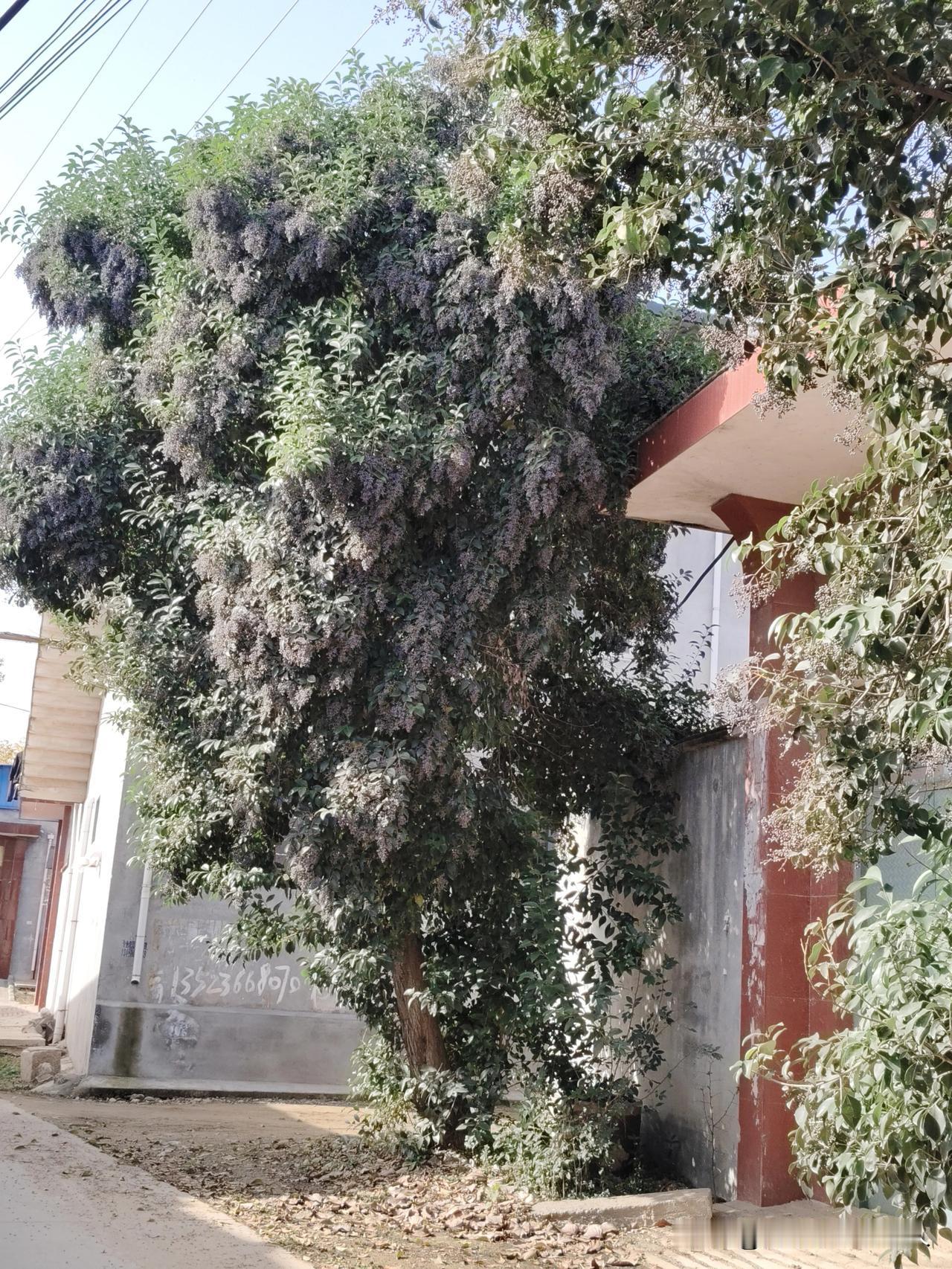 一张图证明秋天来了