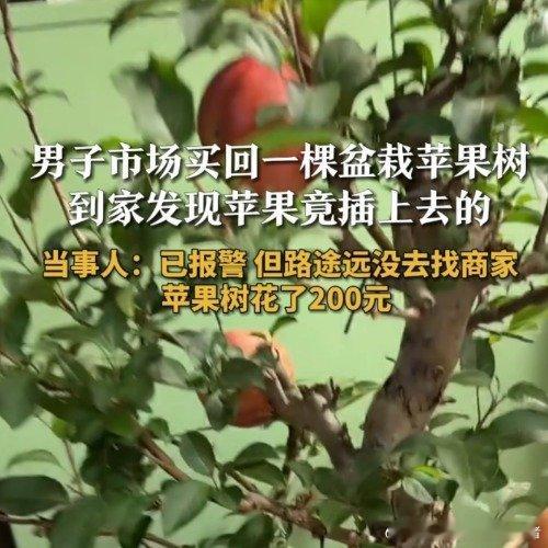 LH手机科技爱好者200元买的苹果树，到手后发现苹果是插上去的，随后买家报警了。