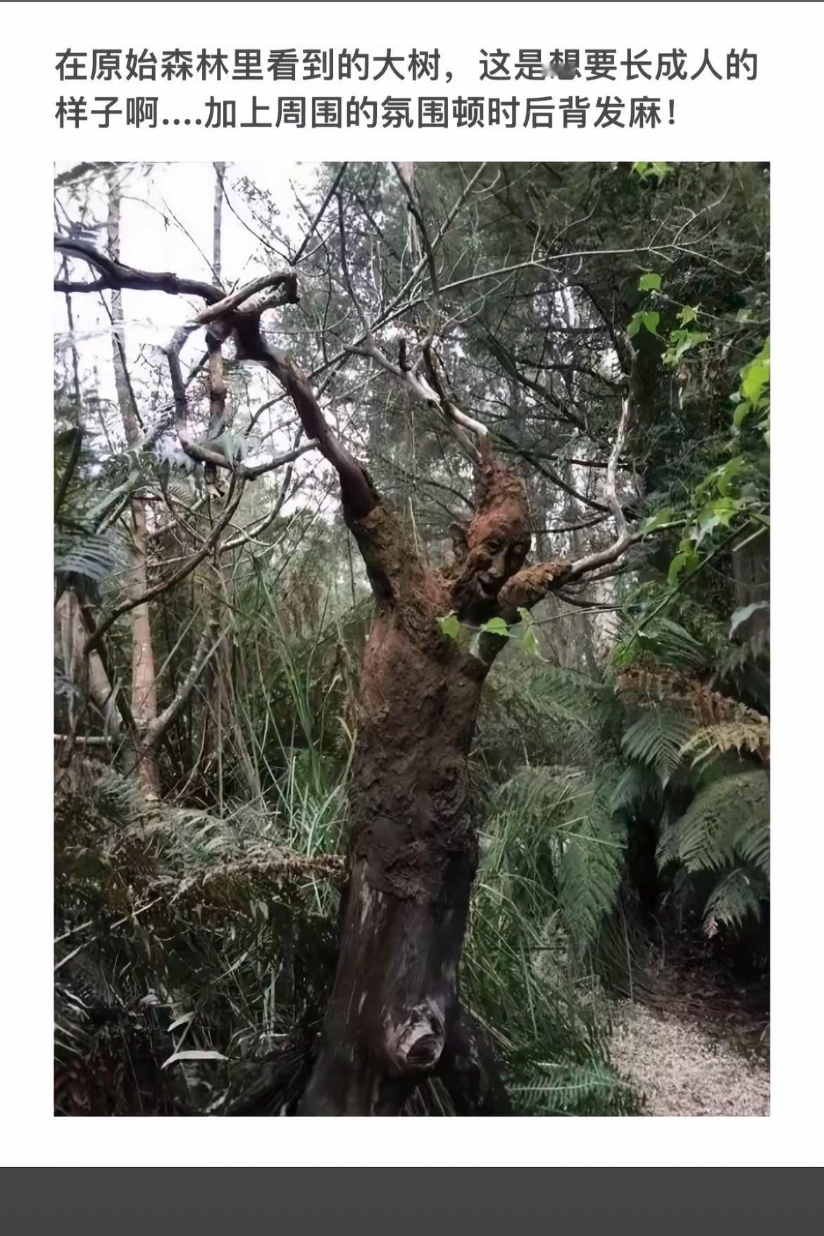 “原始森林中的树，像极了想要长成人的样子！”🌳🌿