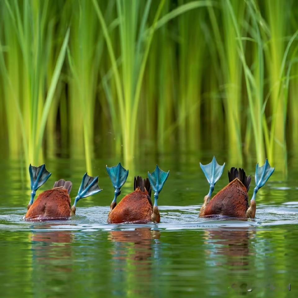 得益于特朗普总统的关税政策，美国去年贸易逆差暴跌 53%！

2024年11月：