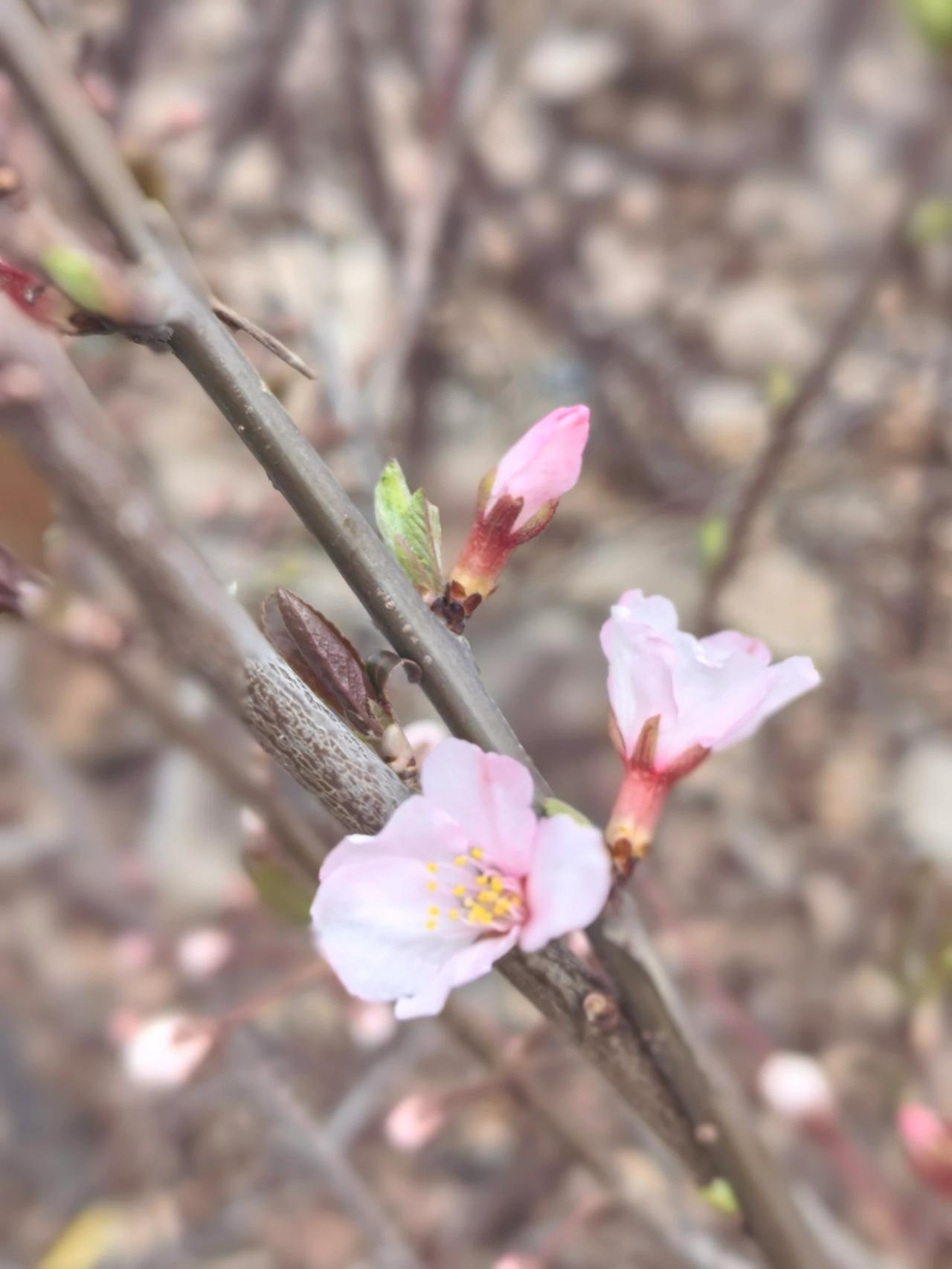 昨日春雨频滴落
今日桃花春满树
静立春风拂满面
不舍含苞待放开