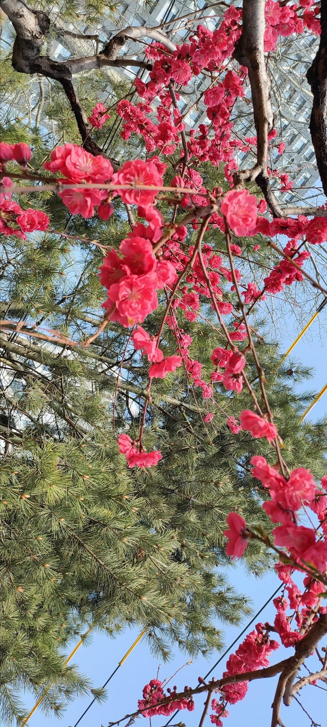 樱花盛开，春意盎然，与蓝天白云相映成趣。