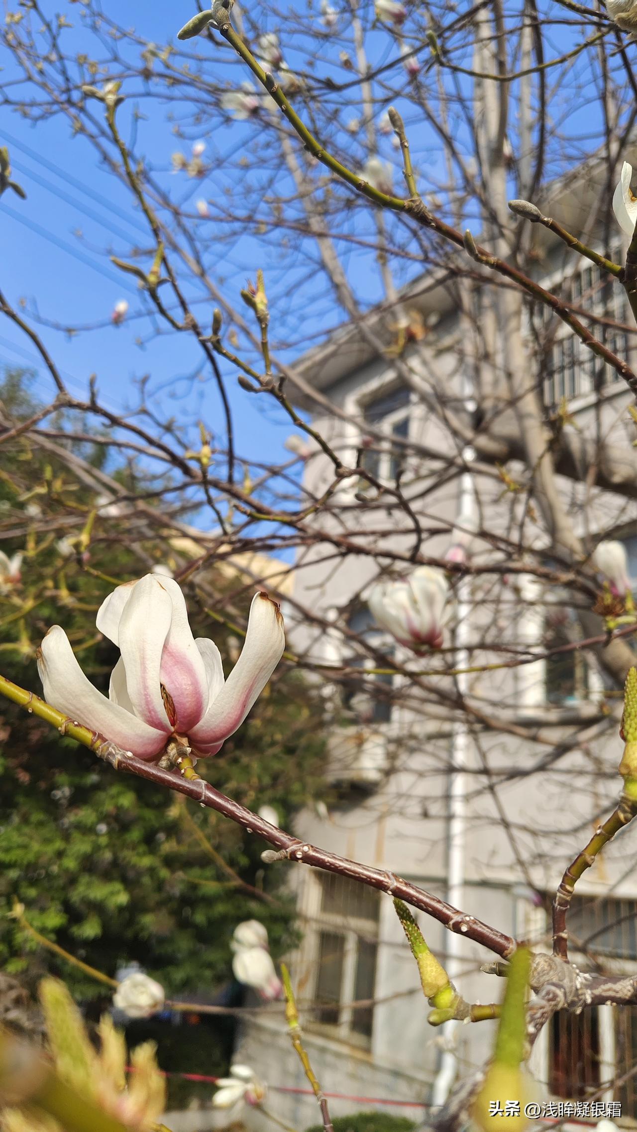 这是什么花树？每当过完年它都是第一个先开。