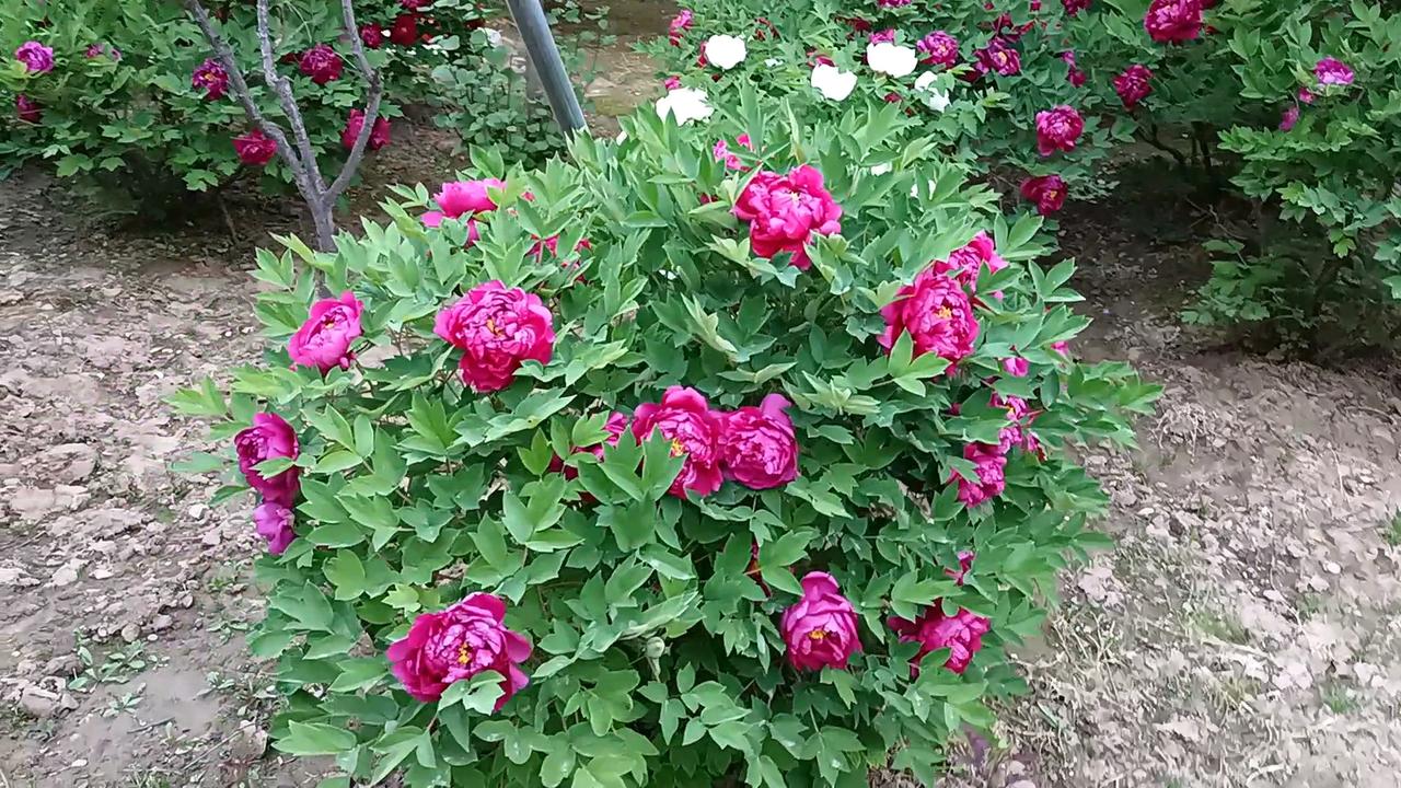 📖家庭治疗中有个概念，叫：三角化。意思是，有矛盾、有问题、有冲突的双方，通过引