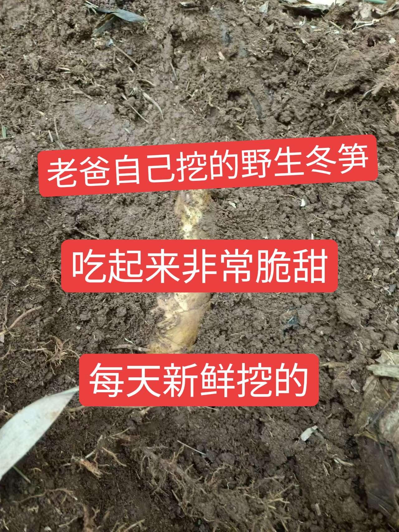 老爸自己挖的野生冬笋，吃起来非常脆甜，每天新鲜挖的冬笋来了 大山里的味道