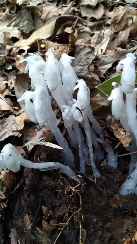 河南信阳深山密林里竟发现300多株“冥界之花”水晶兰！这可是国家近危级珍稀植物。