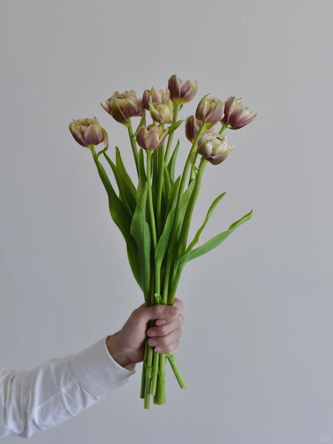 日本郁金香· Windam