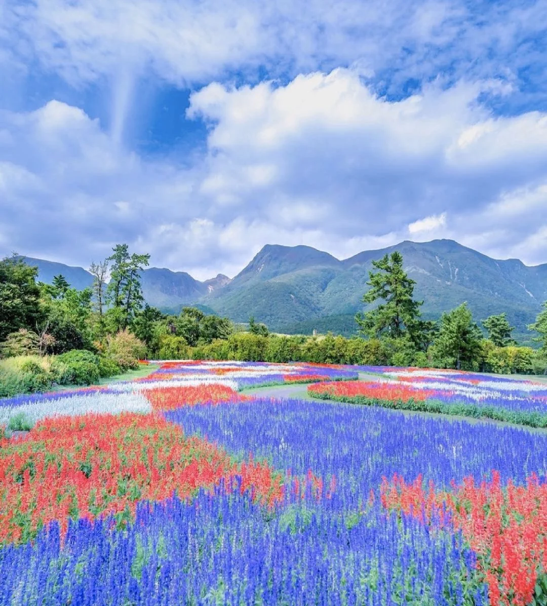 日本大分县|花花世界！日本小众