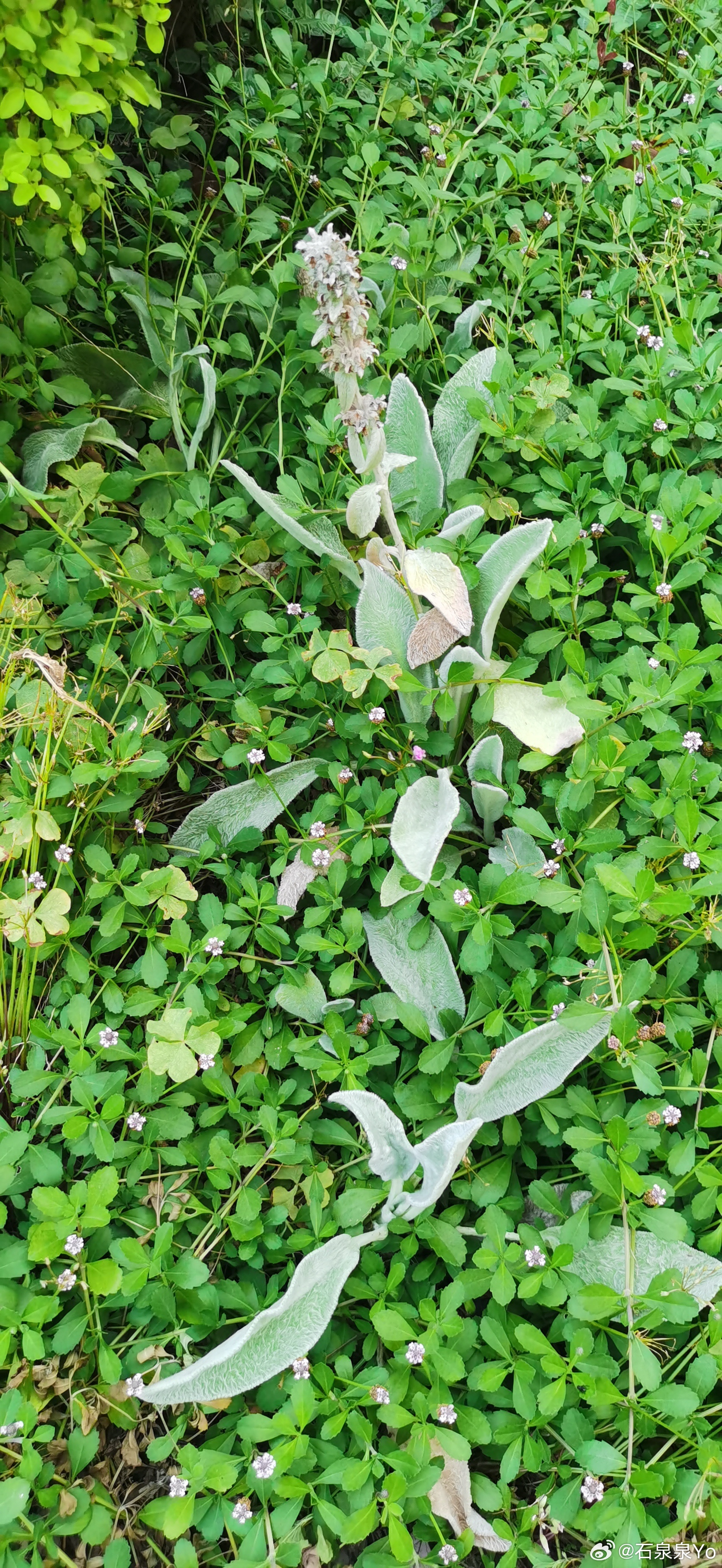 野火烧不尽，春风吹又生。小草的生命力也是很顽强的。 