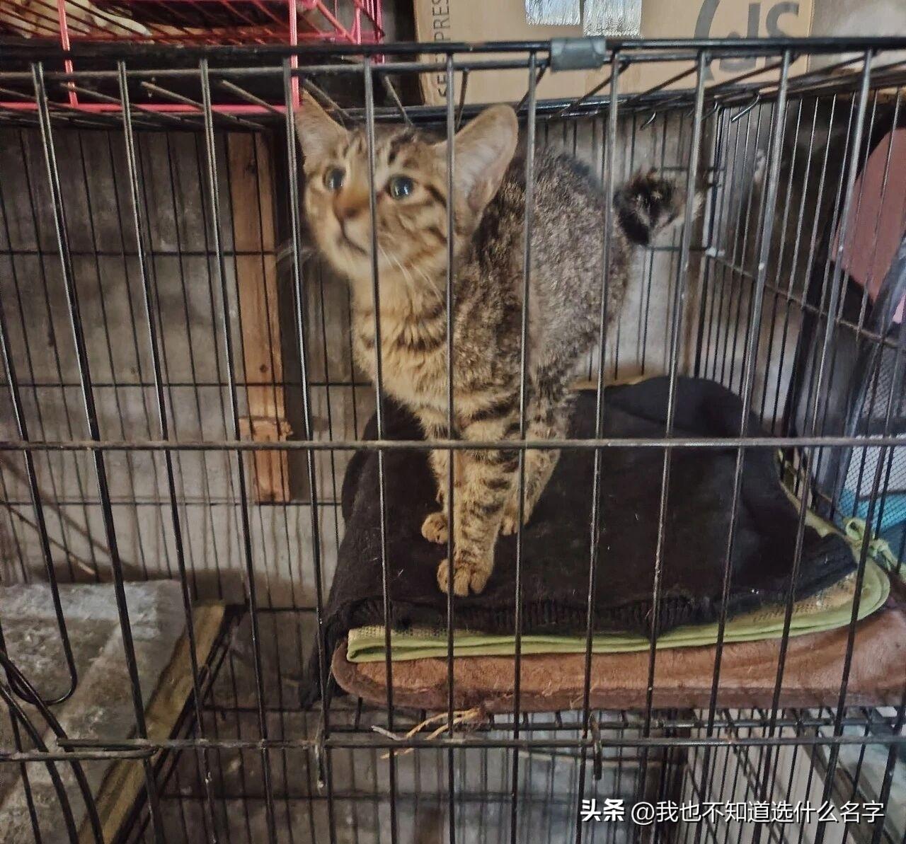 救助流浪猫狗能有什么意义？救助流浪猫狗能有什么意义？
这是评论区经常看到的词语：