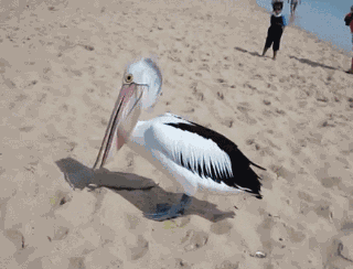 正在清洁嘴巴的鹈鹕，一种无法形容的魔性。。。 