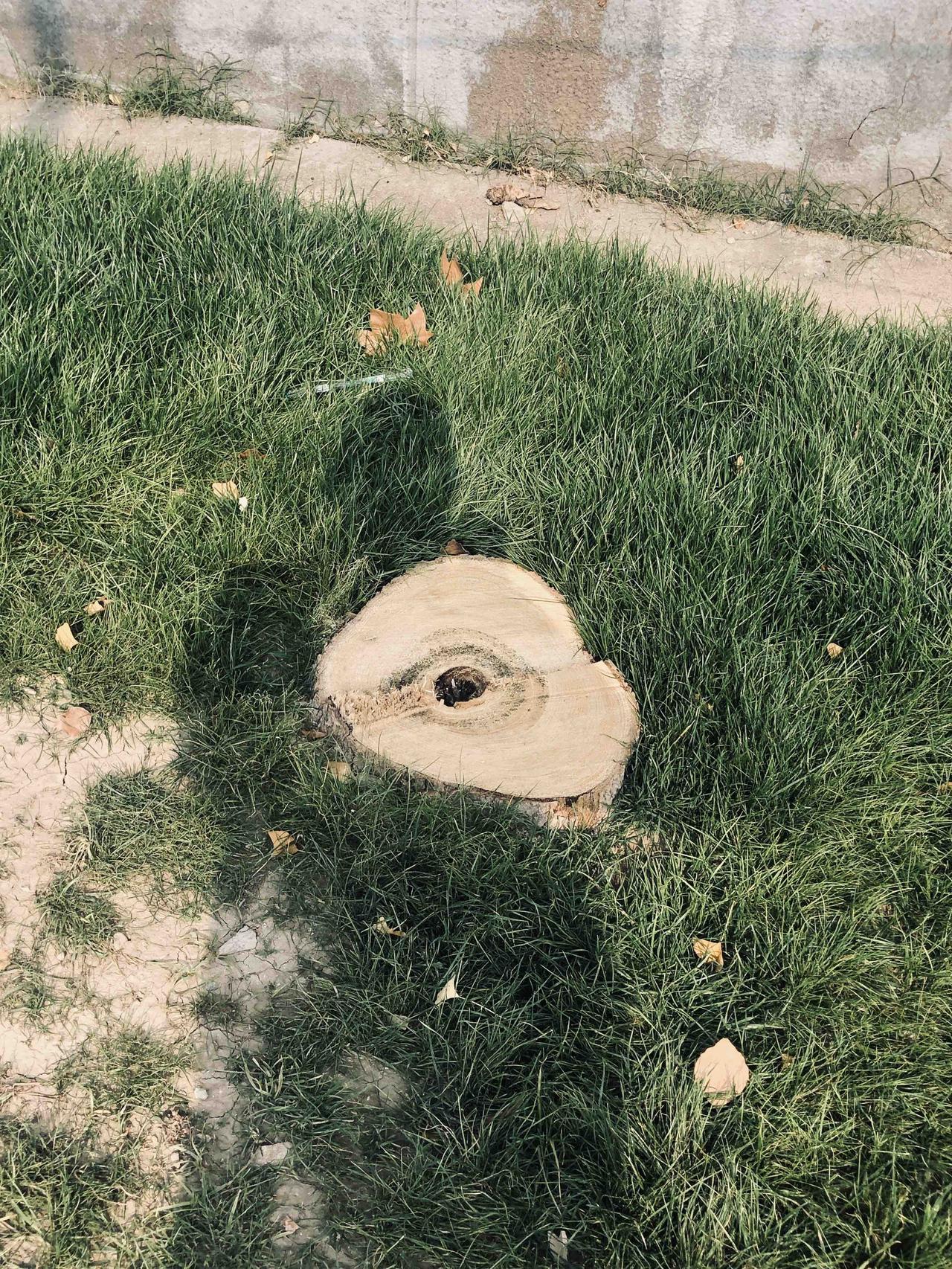 大家恐怕小区里看到大树死掉被物业砍掉都无动于衷，其实物业管理规定里明确了，在物业