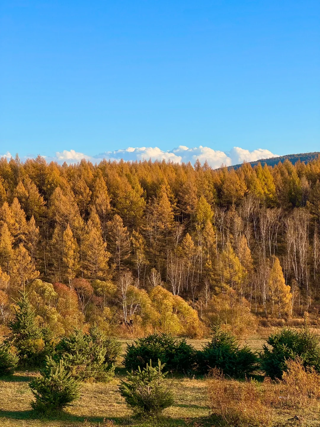 🍂在阿尔山看到秋天啦！