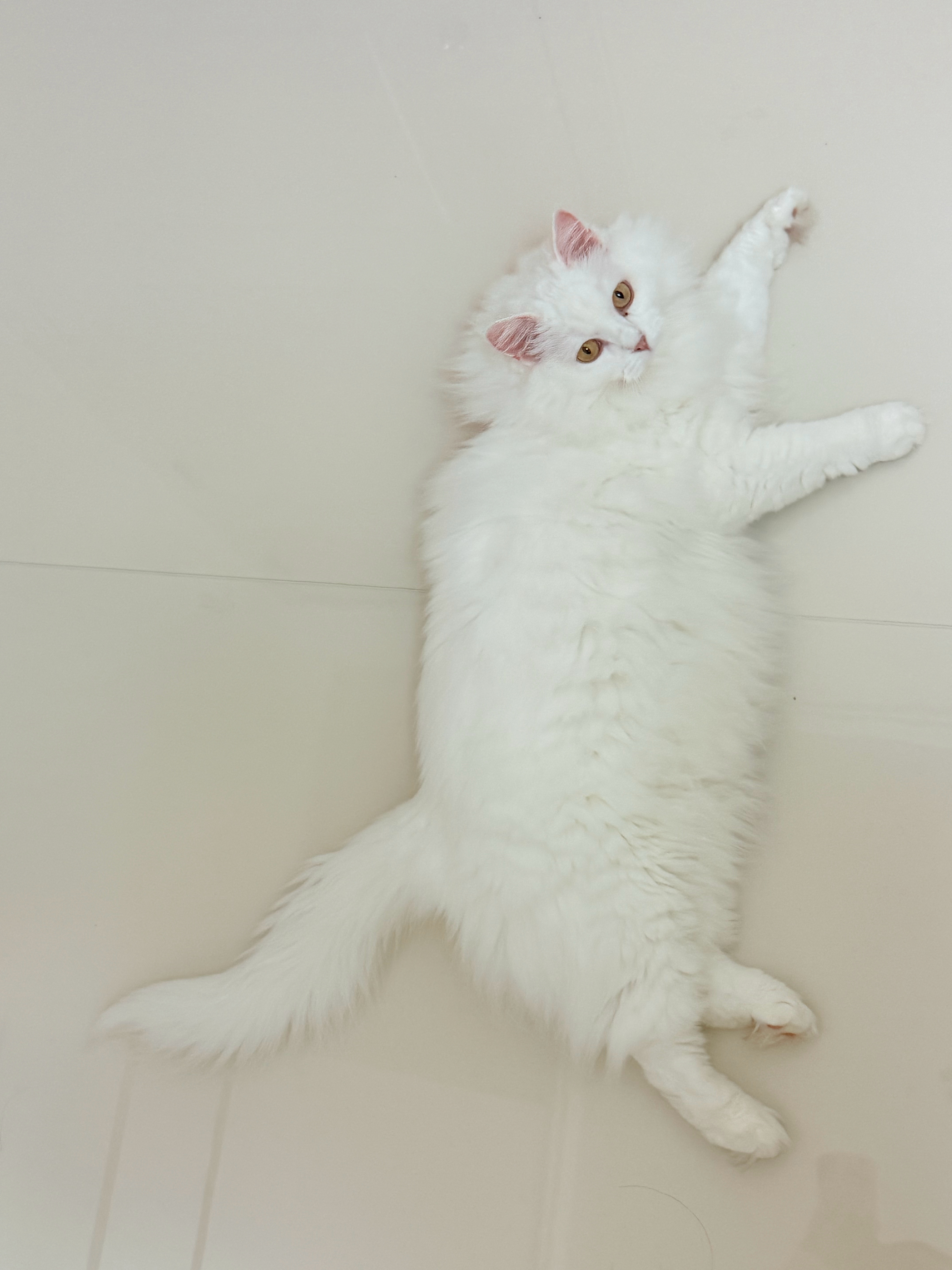 此猫真的很好玩，今天有一会儿我站着，她在我脚边徘徊，但我没注意，就一直昂着头喊“