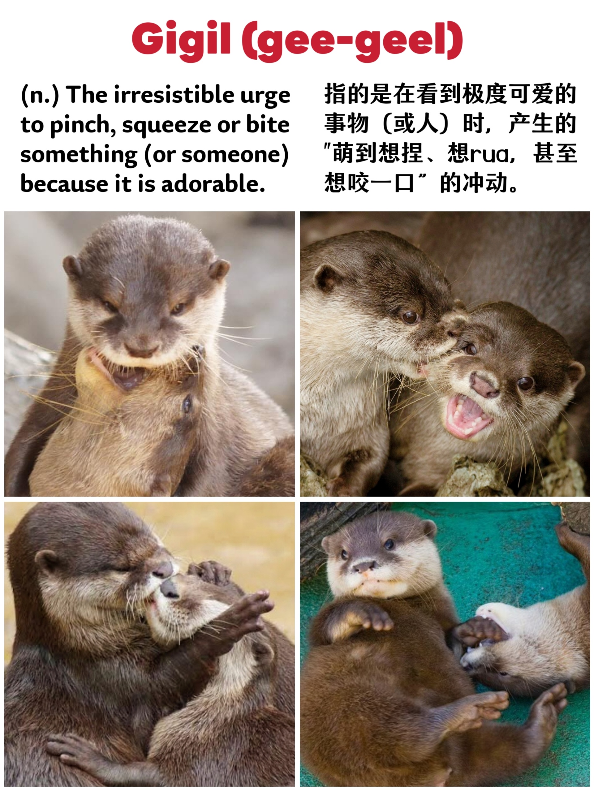 咬一口meme水獭