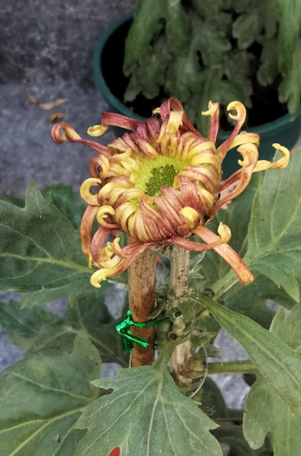 寡言最为贵。少言闭嘴，养气养神又无忧。多说不如少言，少言不如说好话。