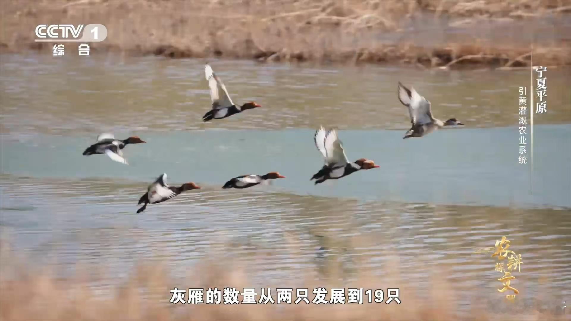 沉浸式感受沙湖灰雁为您导航  在了解到了沙湖灰雁这种顿悟之后又一次让我们看到了人