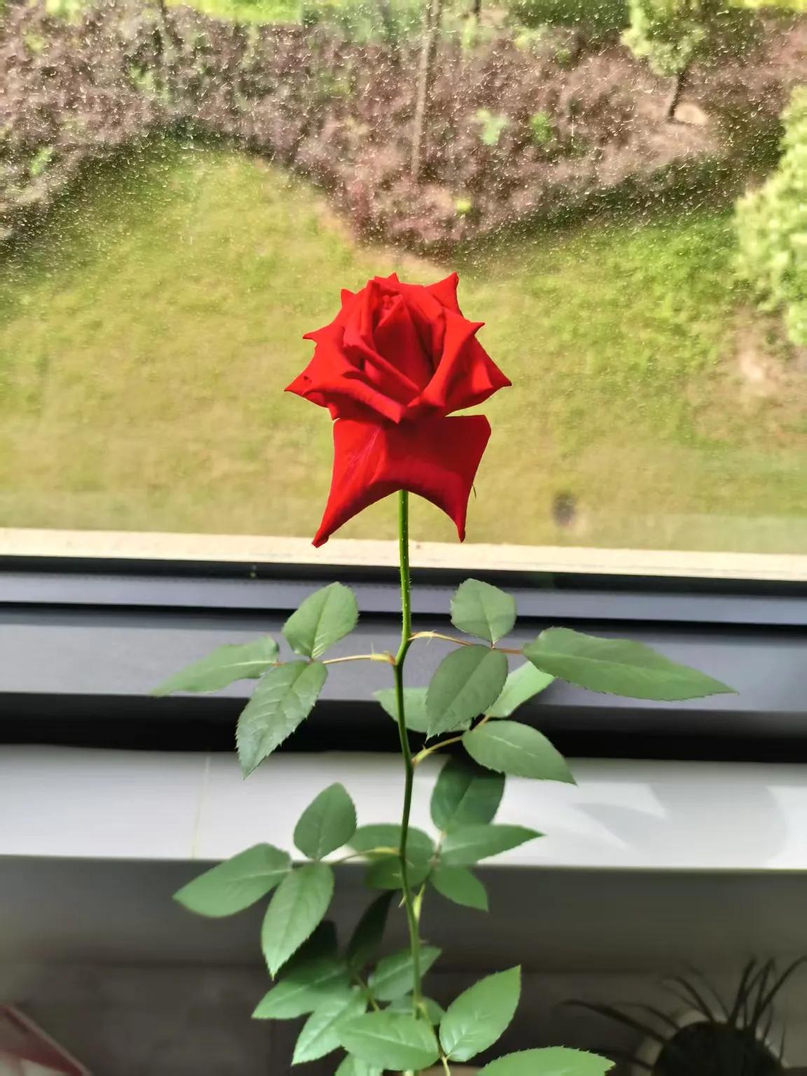 窗畔花影，时光浅吟
 
在我的窗前，时光仿佛被精心雕琢，绽放成两抹截然不同却又同