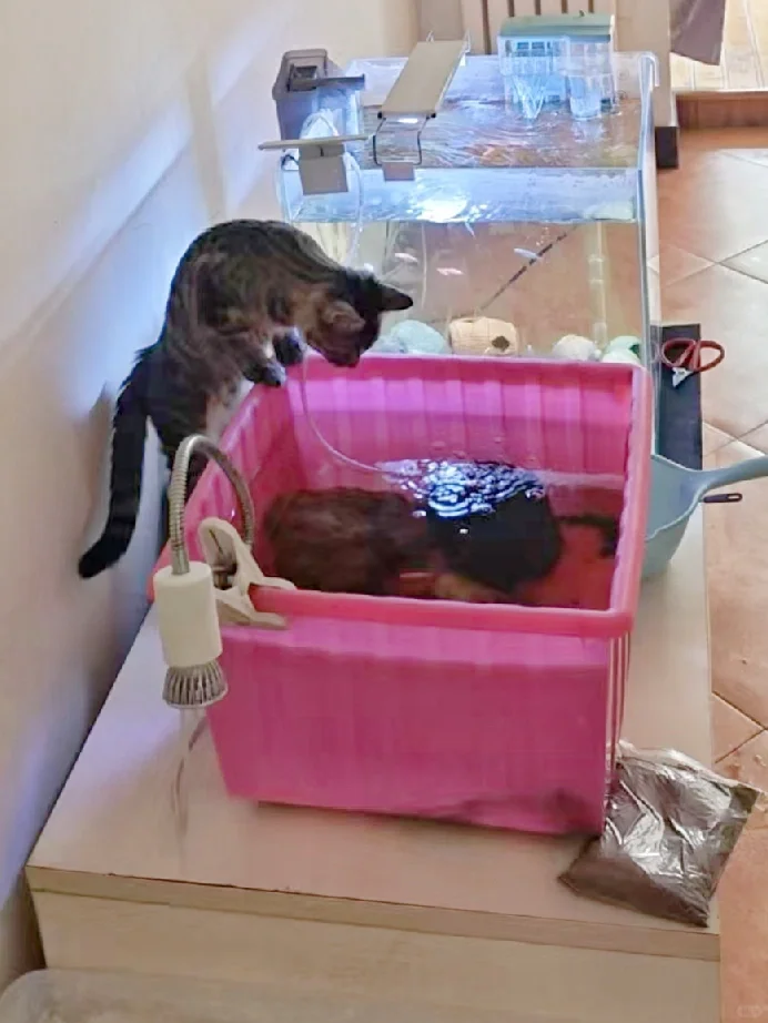 小猫钓鱼