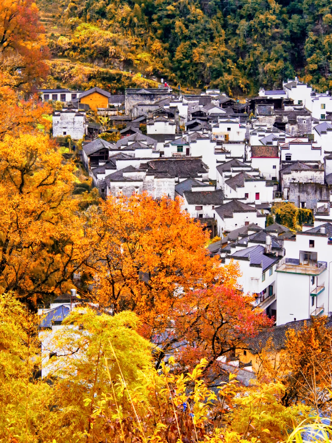 被《国家地理》推荐的最美古村🍂秋天好绝