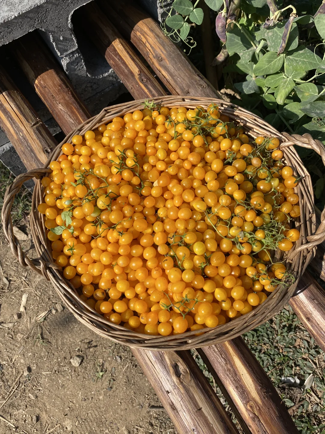微莓小小，但是产量惊人🍅🟡