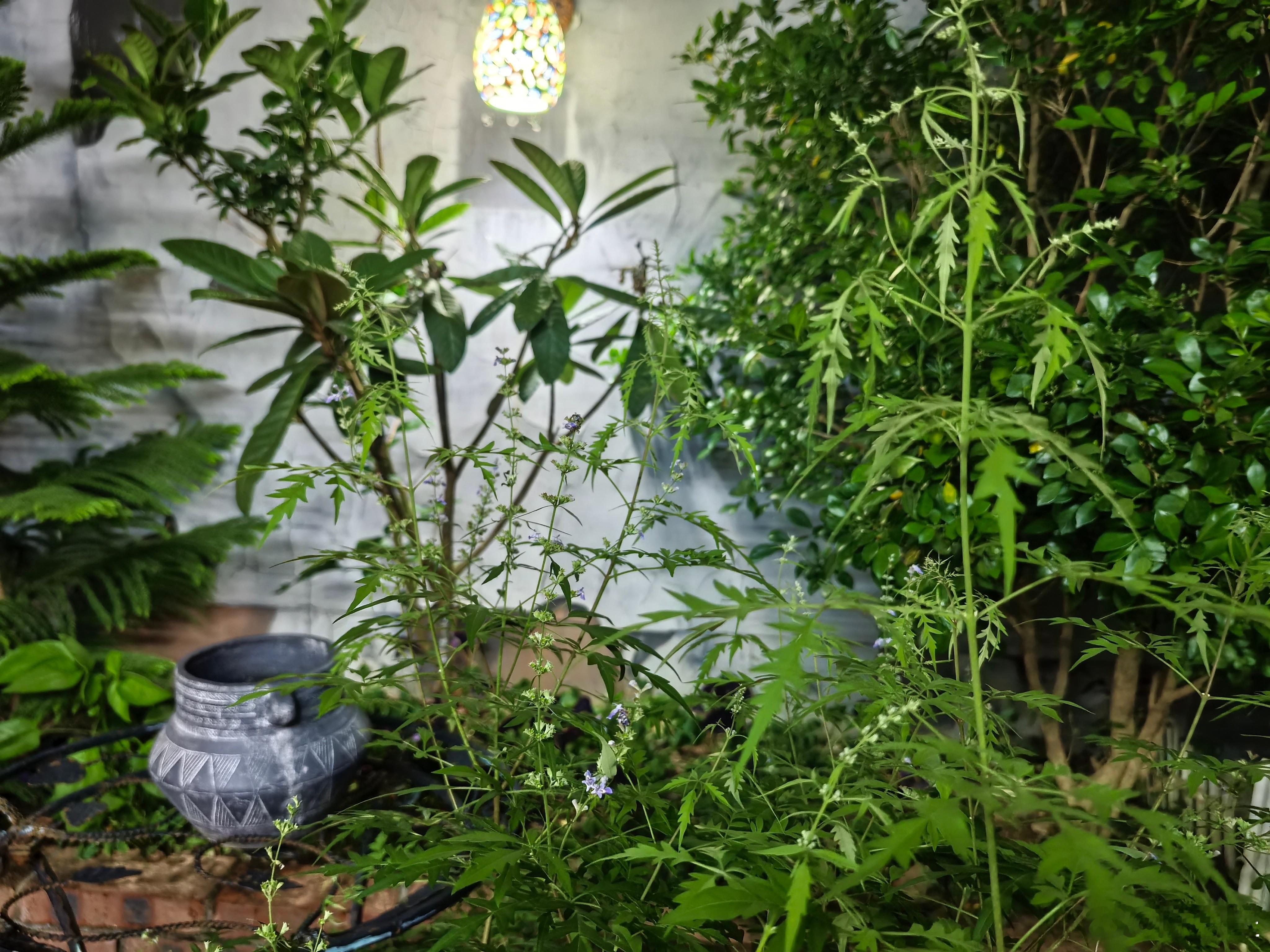 水果黄瓜的雌花也开了，我明天上午就来人工授粉。听说最好是当天上午开的雄花，这种花