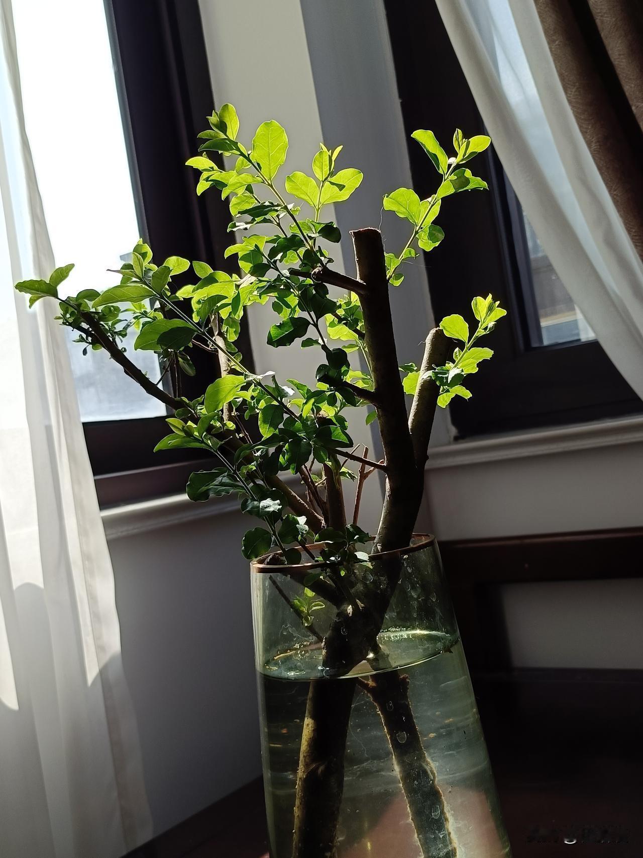 儿子又出差回来了，到家第一件事开空调[黑线][黑线]
都3月中旬，还要开空调，哪