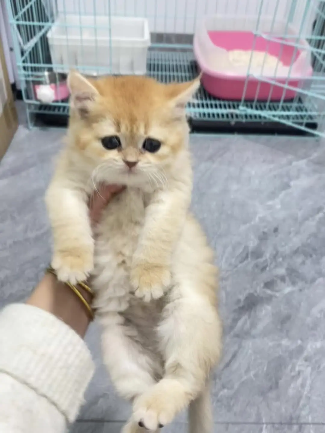 被迫营业的猫猫