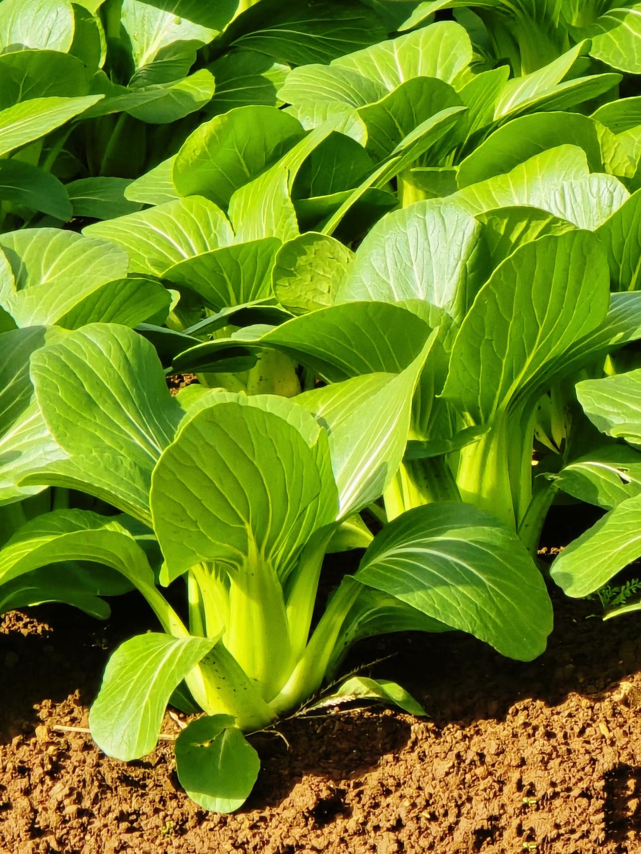 大家有没有发现菜叶子自己也没想过，自己在头条竟然火得一塌糊涂。
 
没人给它写华