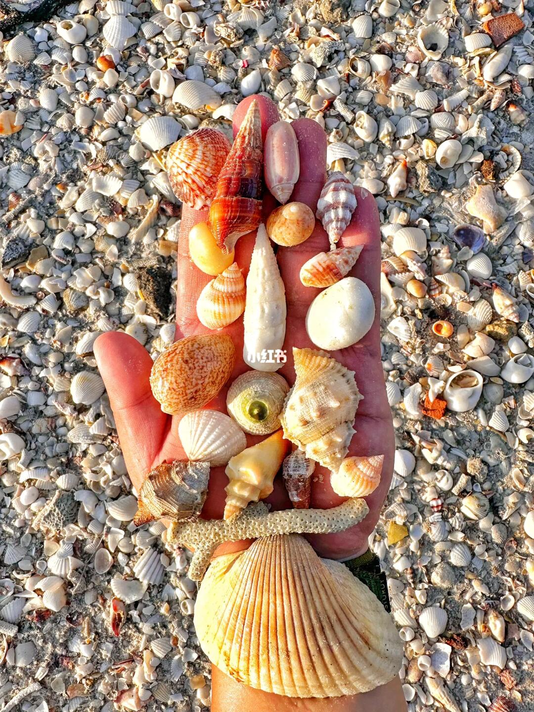 我天❗️听说你们还没出海南❓陵水赶海➡️无人岛➡️露营都给你安排上，那就先别走了...