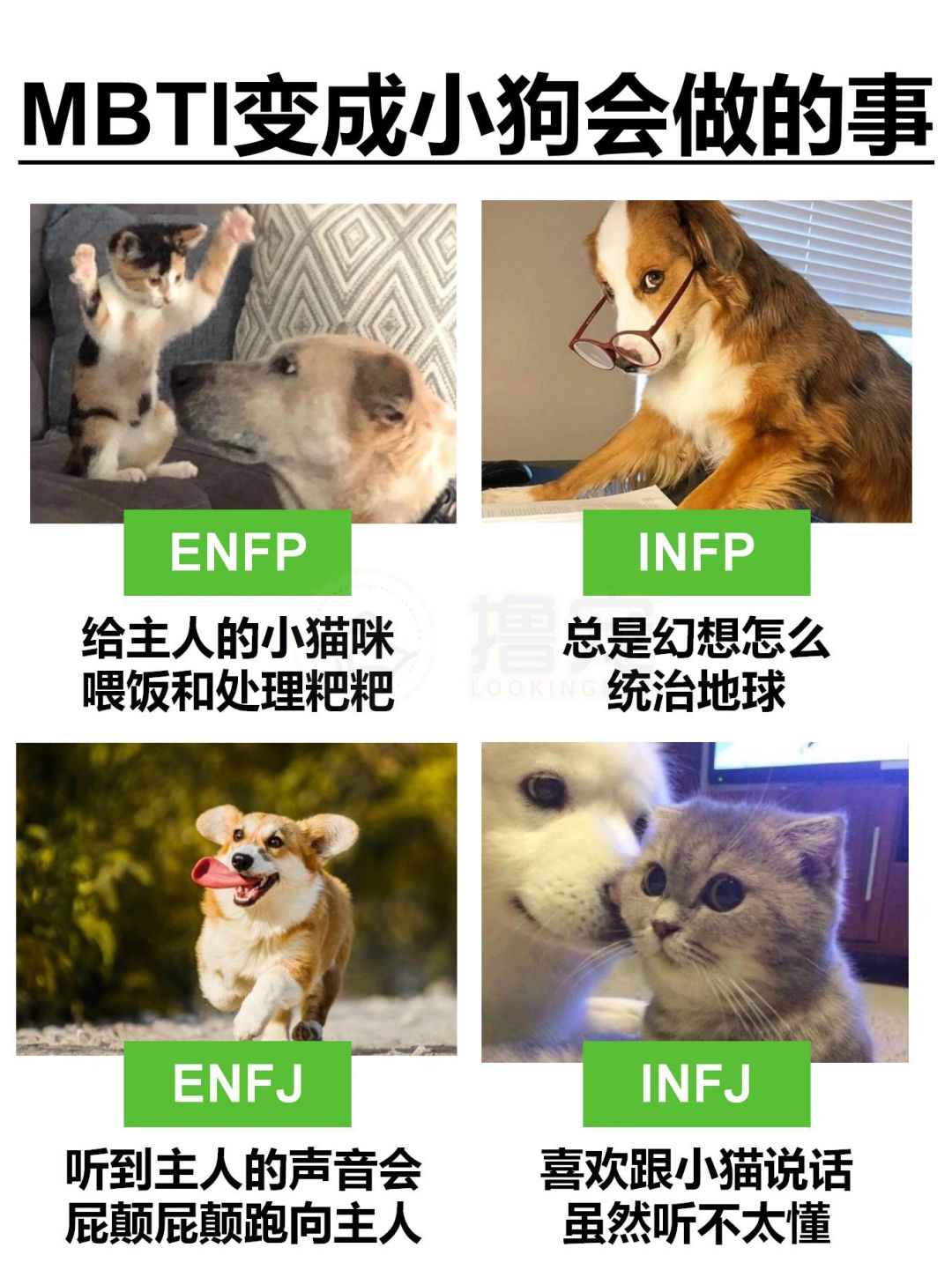 不同mbti小狗会做的事情