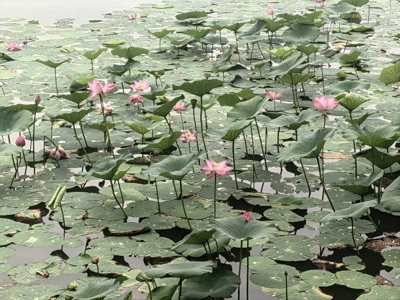 夏日去银川亲水大街典农河畔逛逛，简直是视觉盛宴！
河畔的薰衣草宛如一片紫色的海洋
