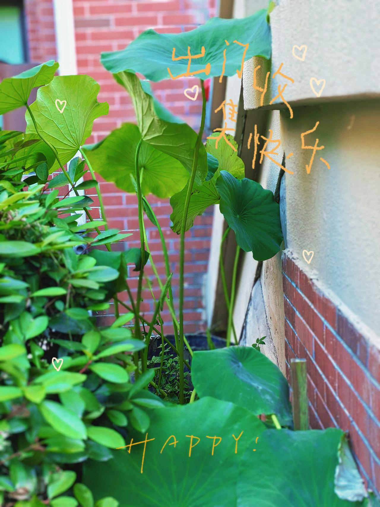 和夏天撞个满怀～

站在绿色里，
与夏对望，
人间烟火如常。

每一天都闪着光～