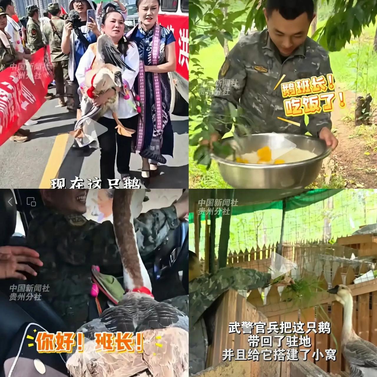 还记得榕江水灾官兵撤离时，
那位大姐送给武警官兵的大鹅不？
可不是

像网上传的