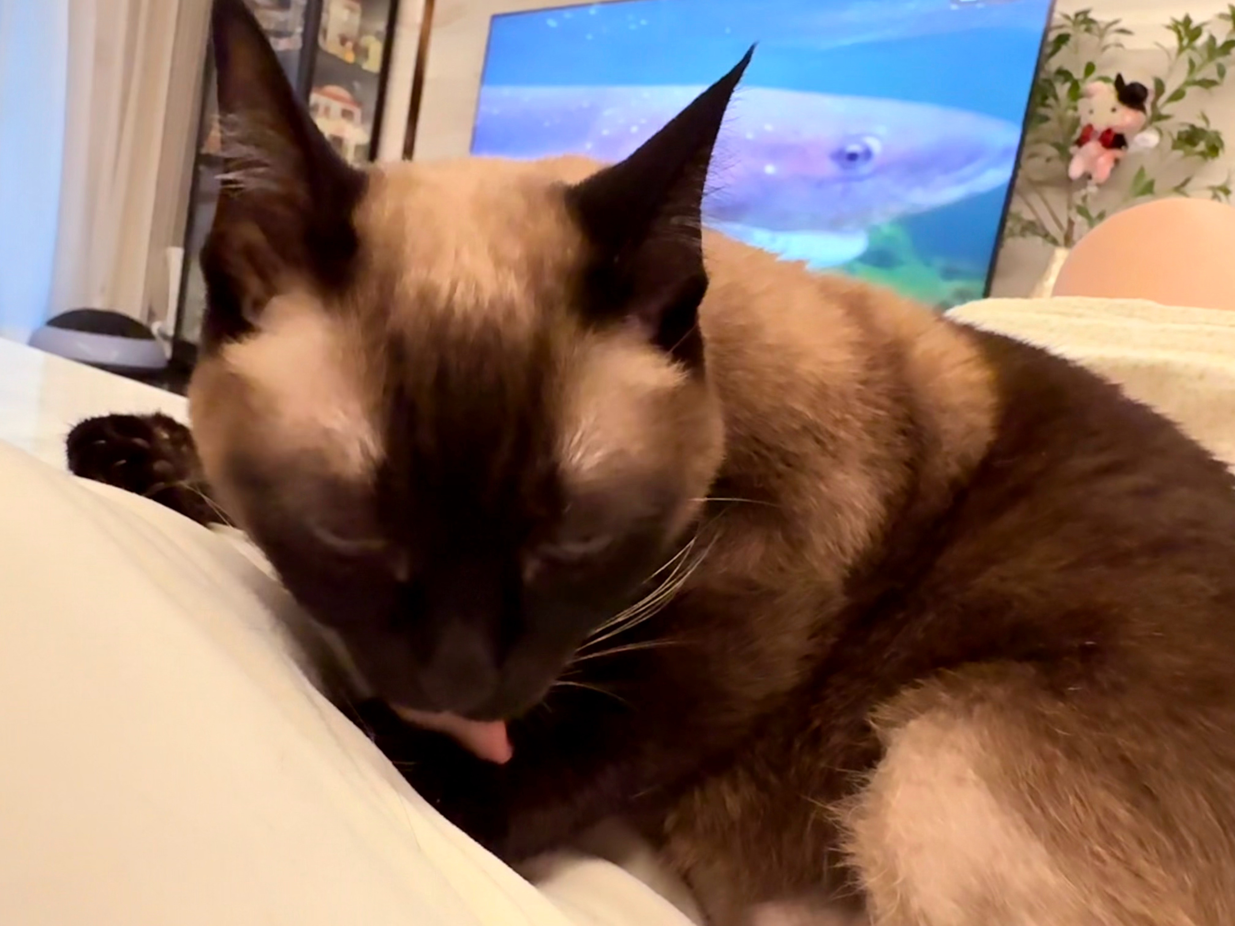 天哦 我的面前有一只邪恶大鲨鱼 