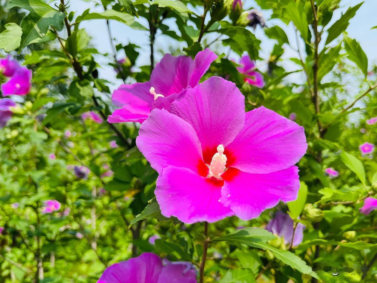 【双调•祆神急】小暑闲思
张华兴
       时来风雨图，绿满柳阴路。炎阳似煮